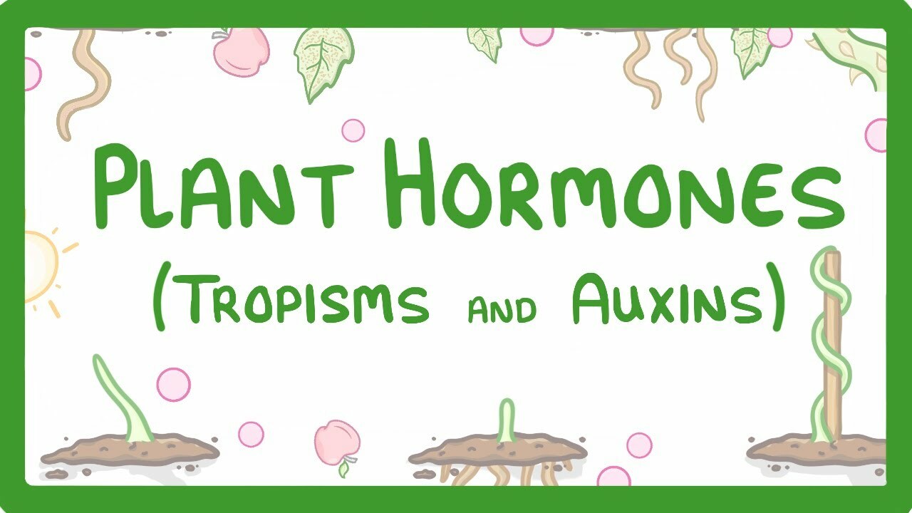 Plant Hormones - Tropisms & Auxins #52